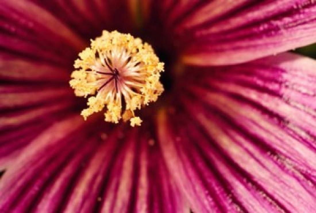 Tree Mallow Pistil-Stamen Canvas Art - Panoramic Images (18 x 12)