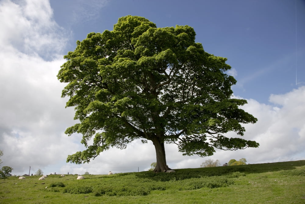 Tree Northumberland England Canvas Art - John Short Design Pics (18 x 12)