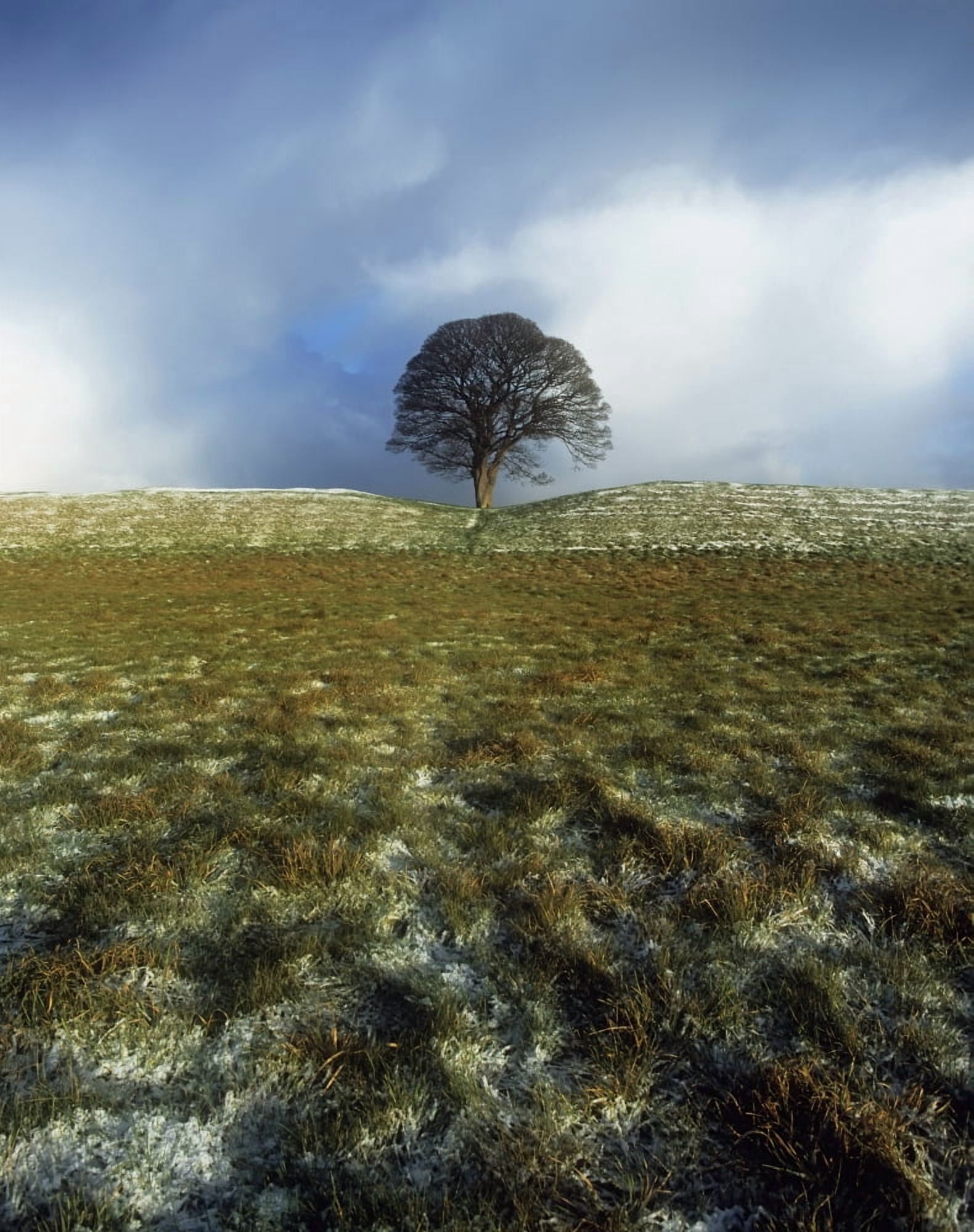 Tree On A Landscape Giants Ring Belfast Northern Ireland Canvas Art - The Irish Image Collection Design Pics (13 x 17)