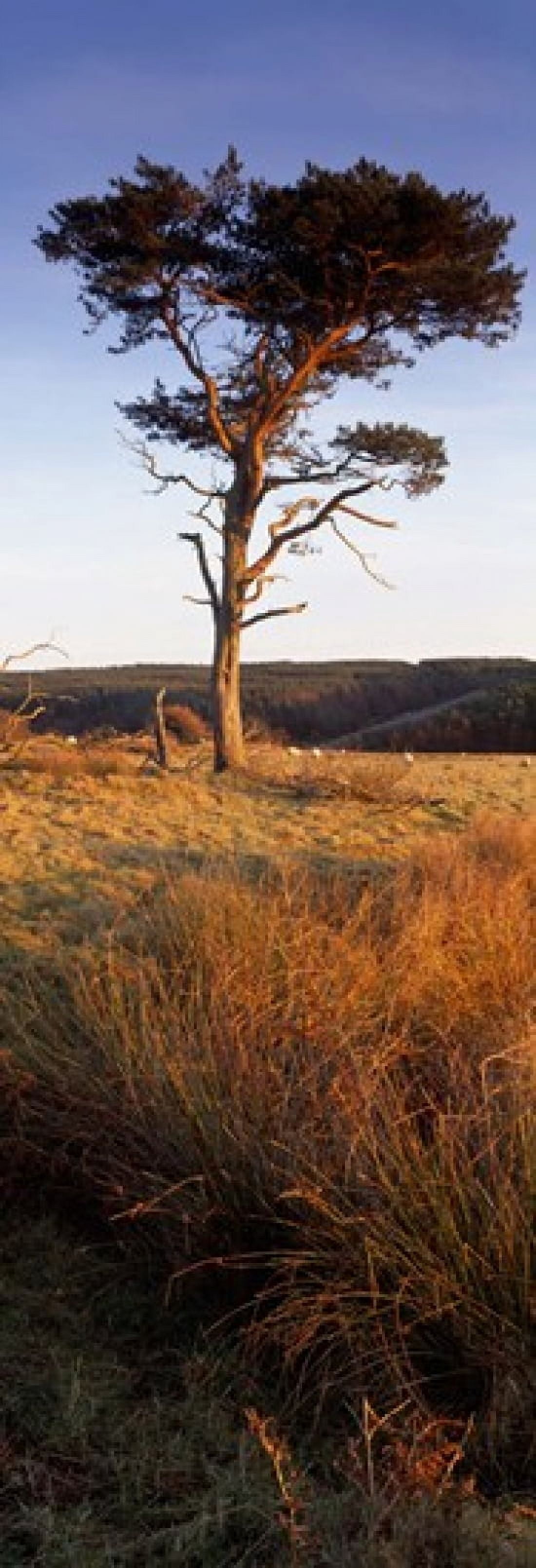 Tree On A Landscape Golden Hour Helwath Plantation Scarborough North Yorkshire England United Kingdom Canvas Art - Panoramic Images (18 x 7)