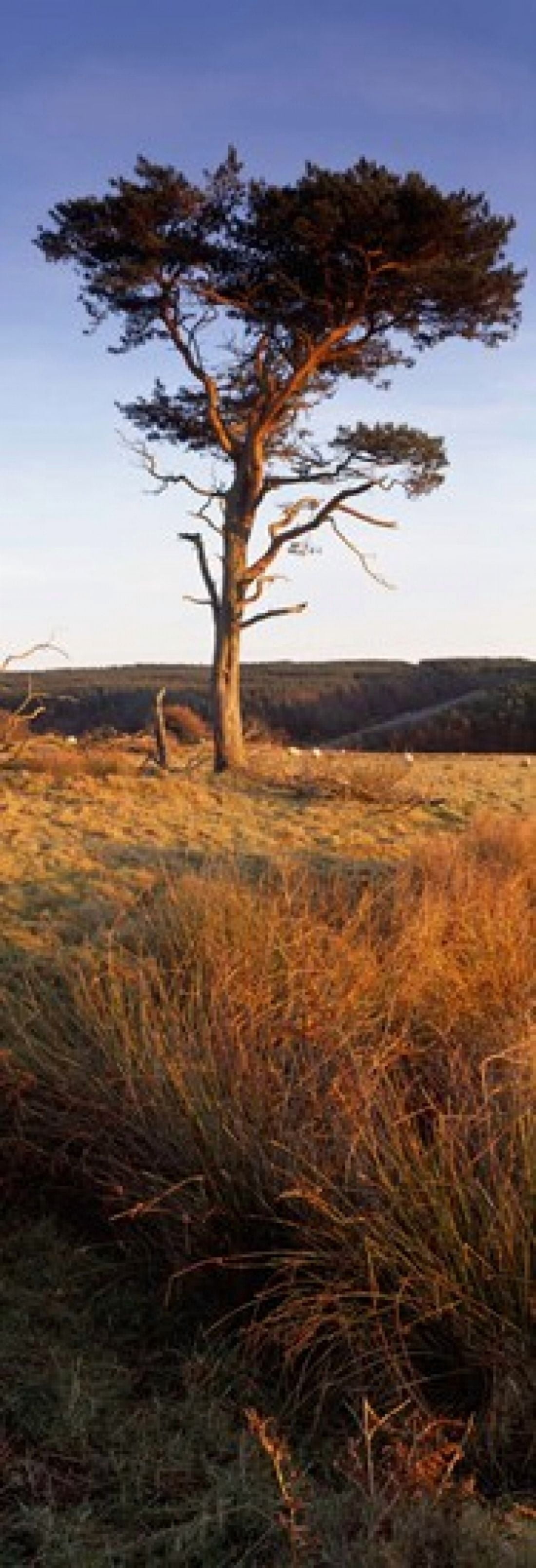 Tree On A Landscape Golden Hour Helwath Plantation Scarborough North Yorkshire England United Kingdom Canvas Art - Panoramic Images (36 x 13)