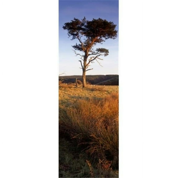 Tree On A Landscape Golden Hour Helwath Plantation Scarborough North Yorkshire England United Kingdom Poster Print by - 12 x 36