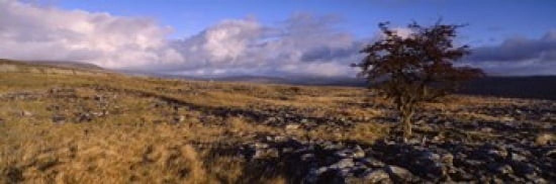 Tree On A Landscape Limestone North York Moors Yorkshire England United Kingdom Canvas Art - Panoramic Images (18 x 6)