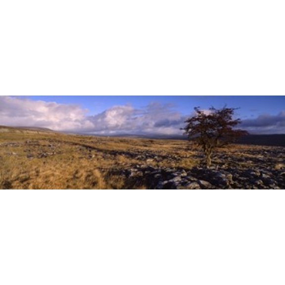 Tree On A Landscape Limestone North York Moors Yorkshire England United Kingdom Canvas Art - Panoramic Images (36 x 12)