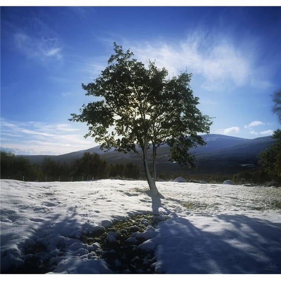 Tree On A Snow Covered Landscape Glencree Republic of Ireland Poster Print by The Irish Image Collection, 24 x 24 - Large