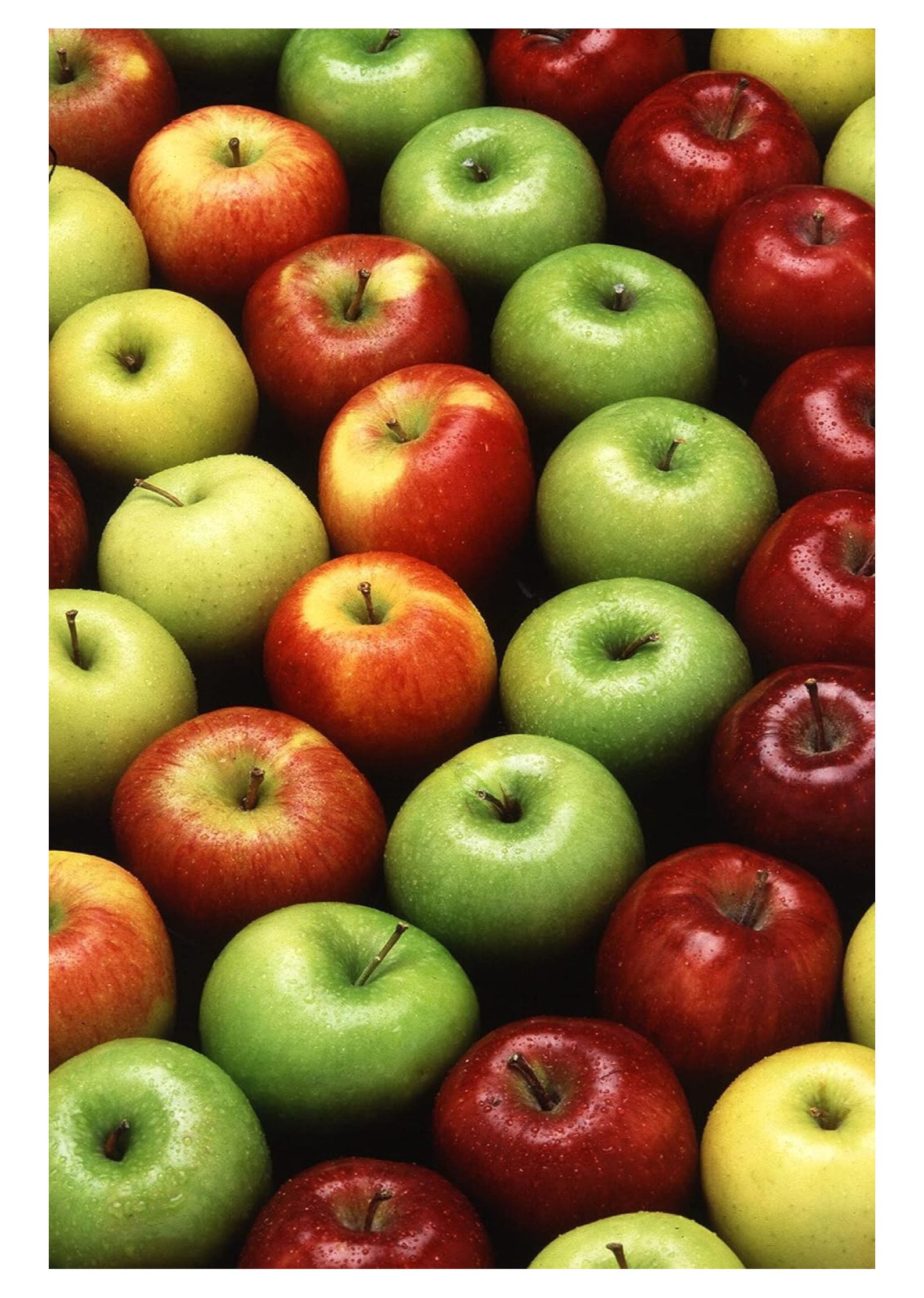 Tree Orchard Kit Grow Fruit Live Plants Shipped 3 Feet Tall