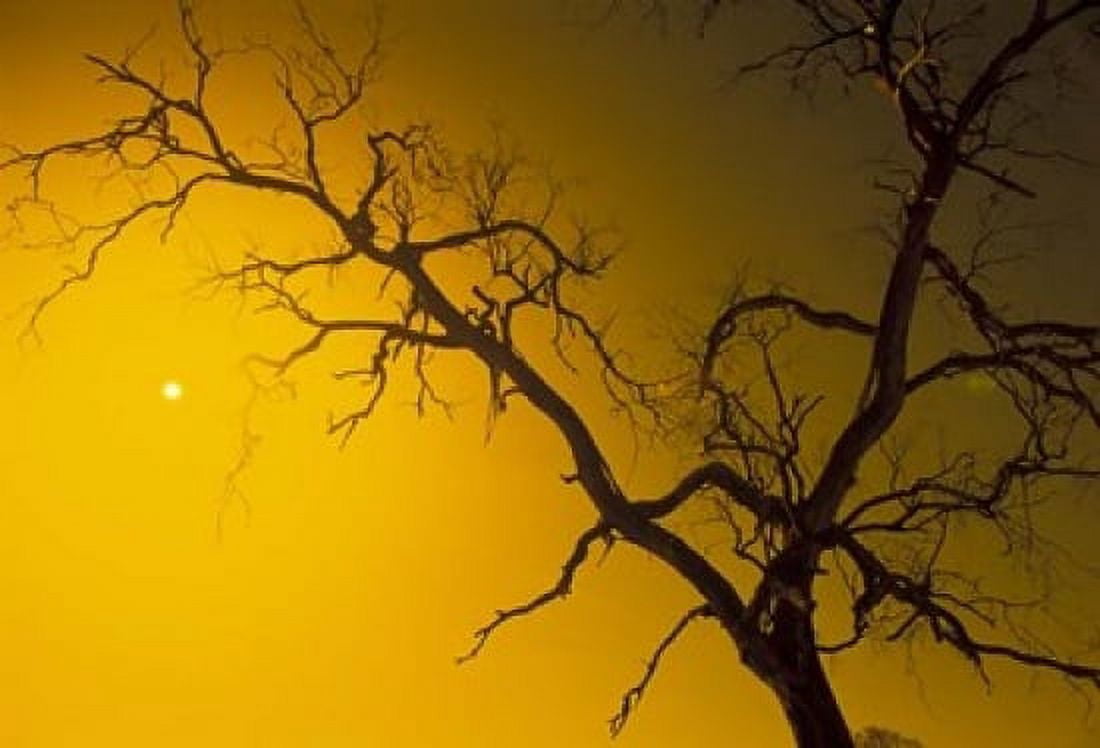 Tree Outback Australia Canvas Art - Bill Bachmann DanitaDelimont (36 x 24)