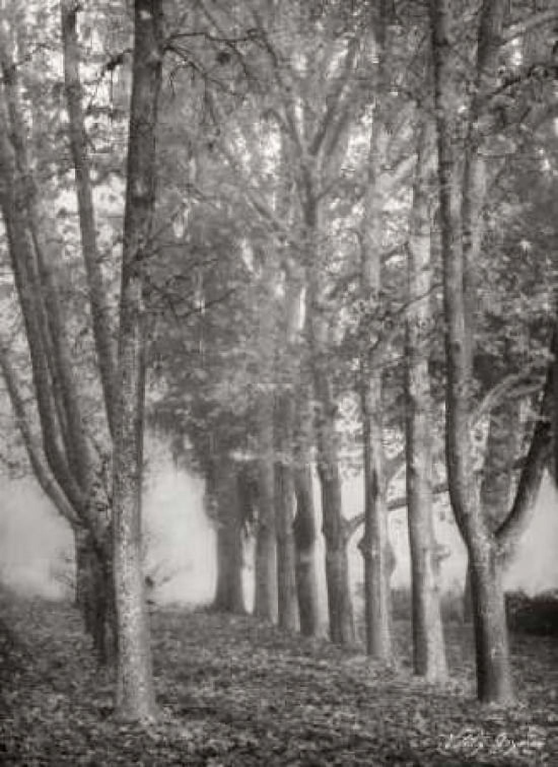 Tree Parade II BandW Canvas Art - Vitaly Geyman (18 x 24)