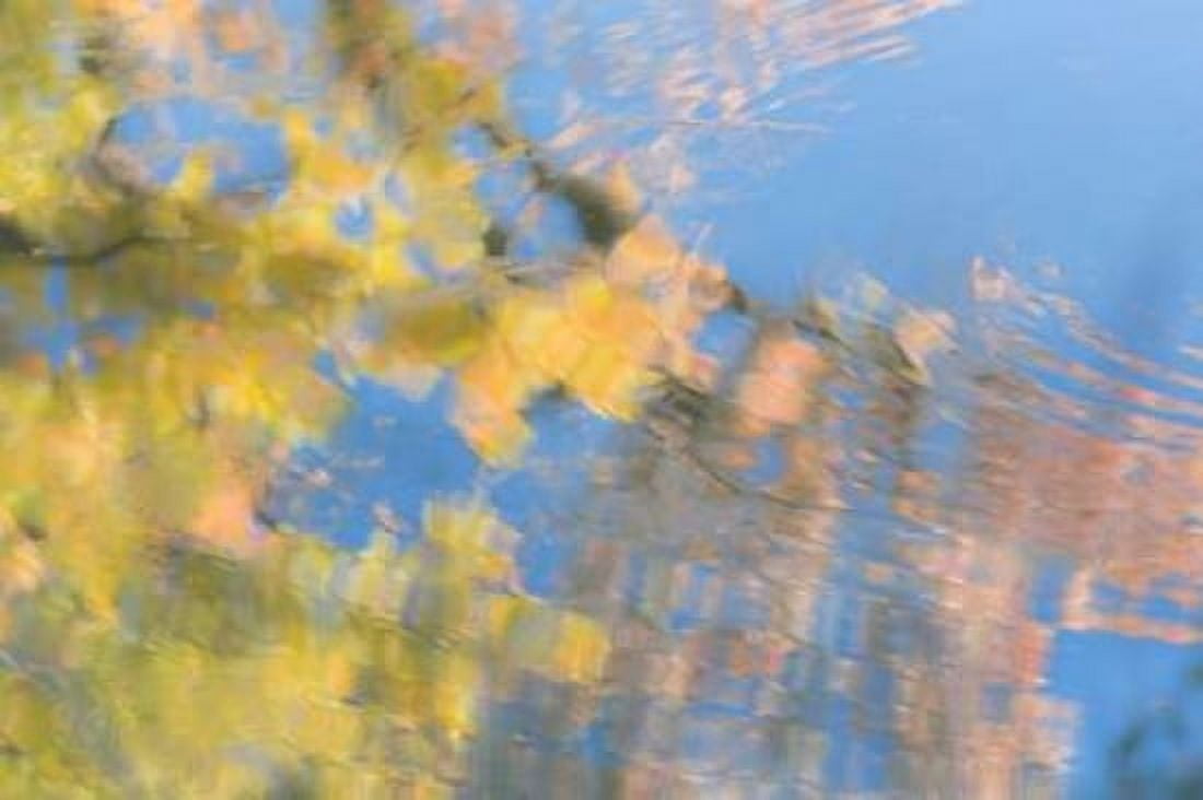 Tree Reflections II Canvas Art - Kathy Mahan (24 x 36)