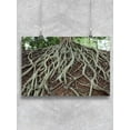 thumbnail image 1 of Tree Roots. Poster -Image by Shutterstock, 1 of 2