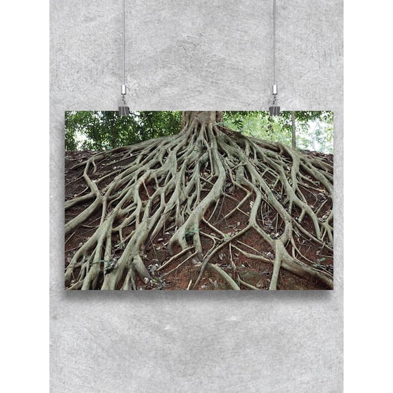 Tree Roots. Poster -Image by Shutterstock