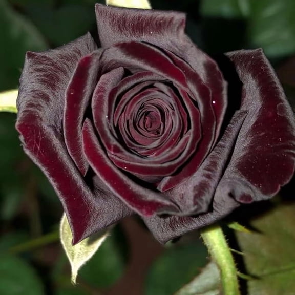 Tree Rose Live Plant 5-9 Inches Tall, Rose Bush Starter Plant, No Pot, Outdoor Garden Can Train As Climbing Roses (Dark Velvet Red)