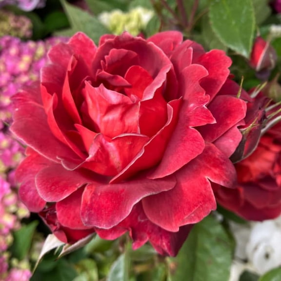 Tree Rose Live Plant 5-9 Inches Tall, Rose Bush Starter Plant, No Pot, Outdoor Garden Can Train As Climbing Roses (Hot Cocoa)