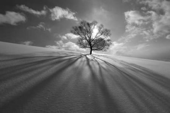 Tree Shadow Canvas Art - Kengo Shibutani (12 x 18)
