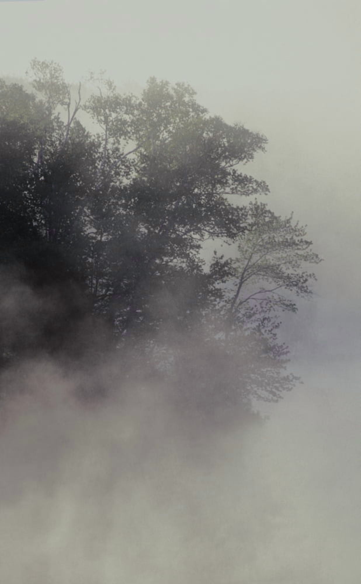 Tree Shrouded In Fog Canvas Art - David Chapman Design Pics (11 x 17)