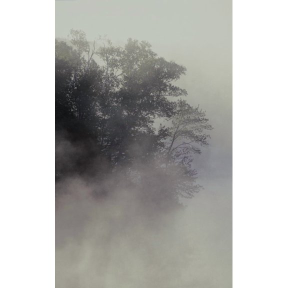 Tree Shrouded In Fog Canvas Art - David Chapman Design Pics (11 x 17)