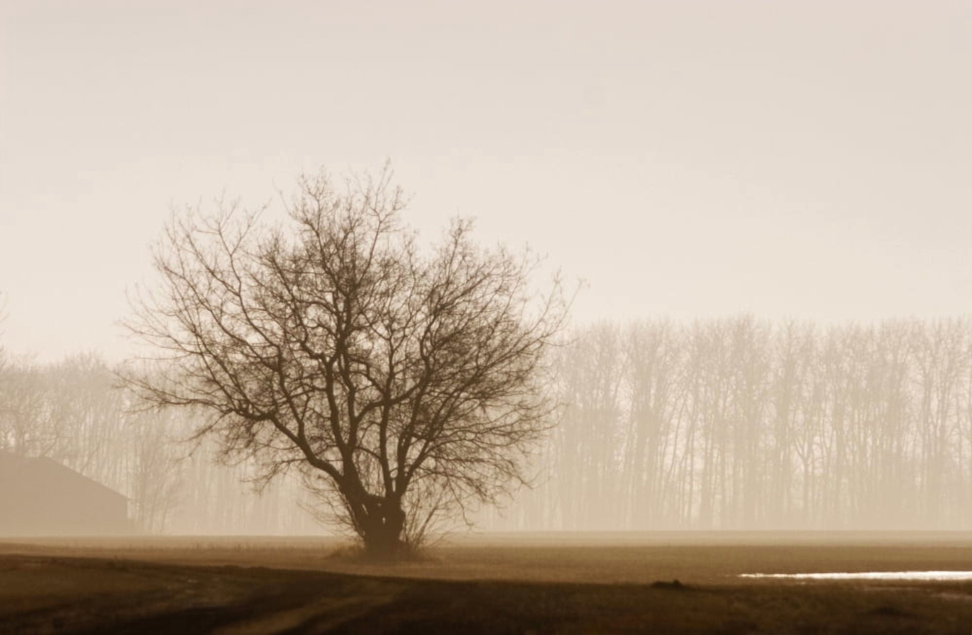 Tree Silhouette In Fog Canvas Art - Don Hammond Design Pics (32 x 20)