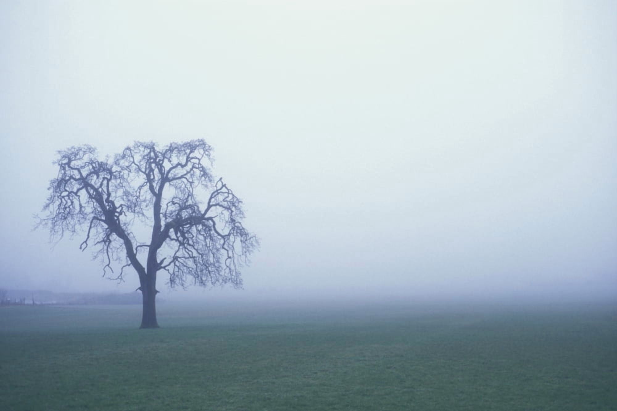 Tree Silhouette In Fog Canvas Art - Sean White Design Pics (34 x 22)