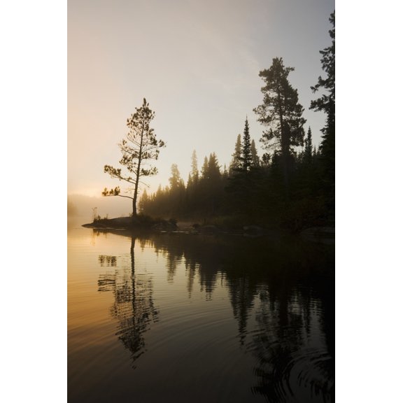 Tree Silhouettes By Rushing River Kenora Ontario Canada Canvas Art - Dave Reede Design Pics (24 x 36)