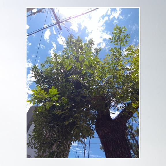 Tree Sky Photo Scene 1 Poster Wall Art, Modern Wall Decor, 16x24 UNFRAMED