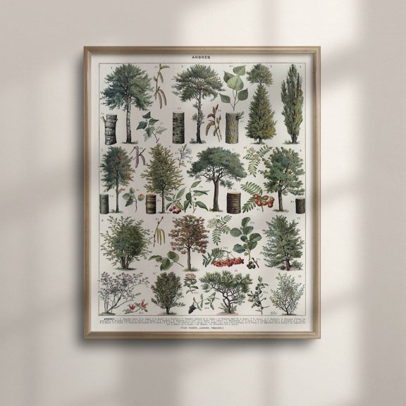Tree Species Chart Wall Art Print Botanical Forest Decor