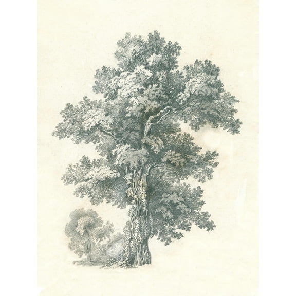 Art.com Tree Study I Art Print by Wild Apple Portfolio, 18" x 24"