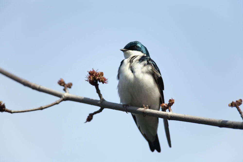 Tree Swallow Perched On A Branch Montreal Botanical Garden Montreal Quebec Canvas Art - Philippe Henry Design Pics (34 x 22)