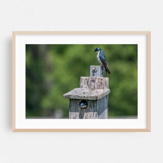 Tree Swallows At Home - Stewartstown Pennsylvania Photography Bird Nature Wildlife Rustic Animal Woodland Scenic Oak Framed Wall Art Print 12 x 16 inches