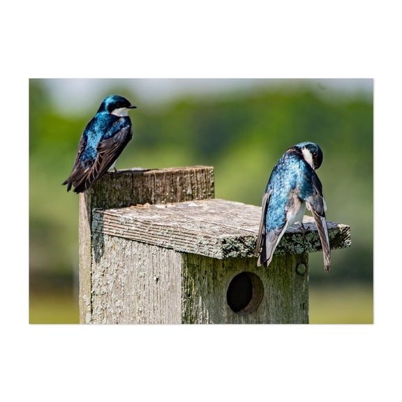Tree Swallows On Top Of Bluebird House - Stewartstown Pennsylvania Photography Bird Wildlife Nature Animal Woodland Scenic Rural Unframed Wall Art Print 40 x 60 inches