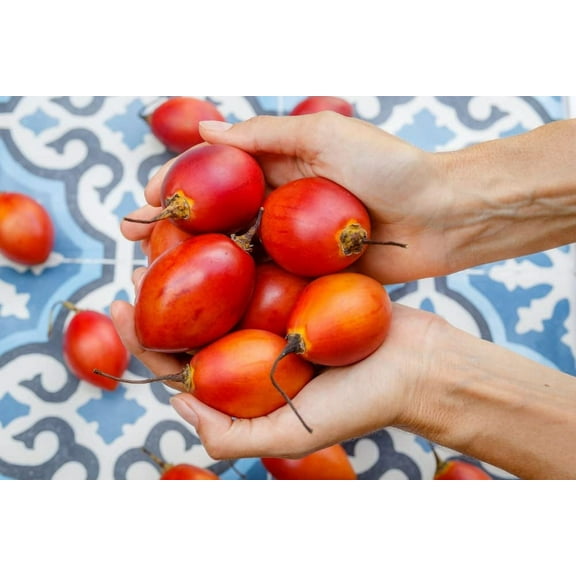 CZ Grain 10 Rare Tomato Seeds, Fast Growing Edible