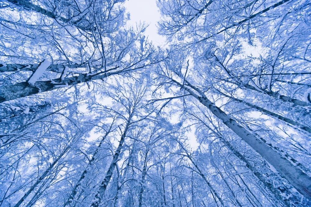 Tree Top Abstract Of A Snow Covered Birch Forest Winter Anchorage Alaska Canvas Art - Kevin Smith Design Pics (38 x 24)
