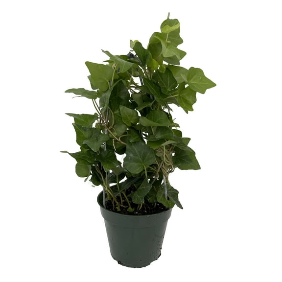 Tree Topiary English Ivy - Hedera - 4" Pot