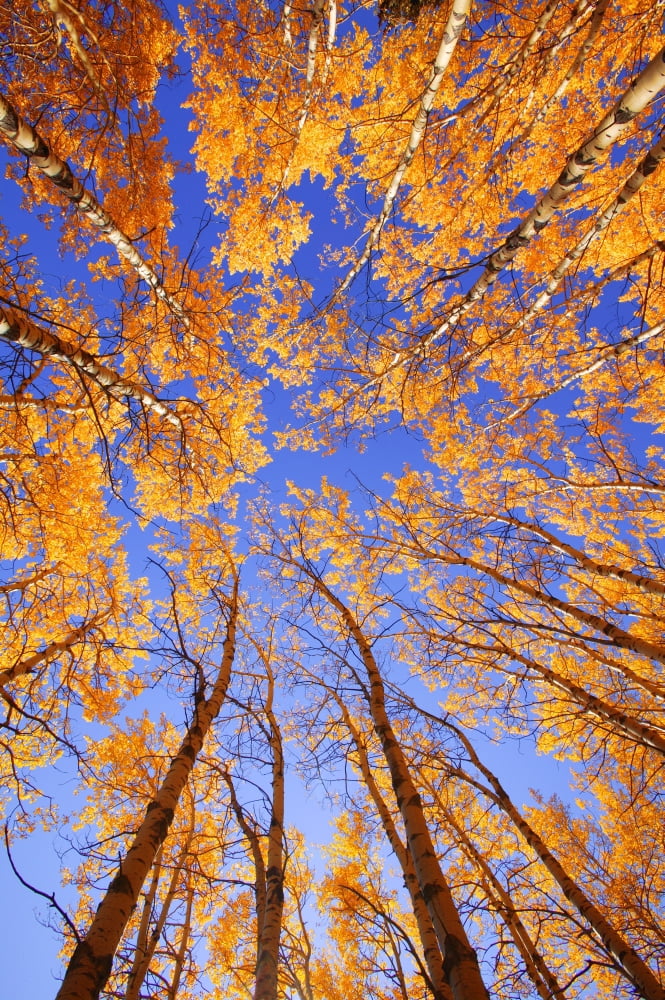 Tree Tops Canvas Art - Don Hammond Design Pics (22 x 34)