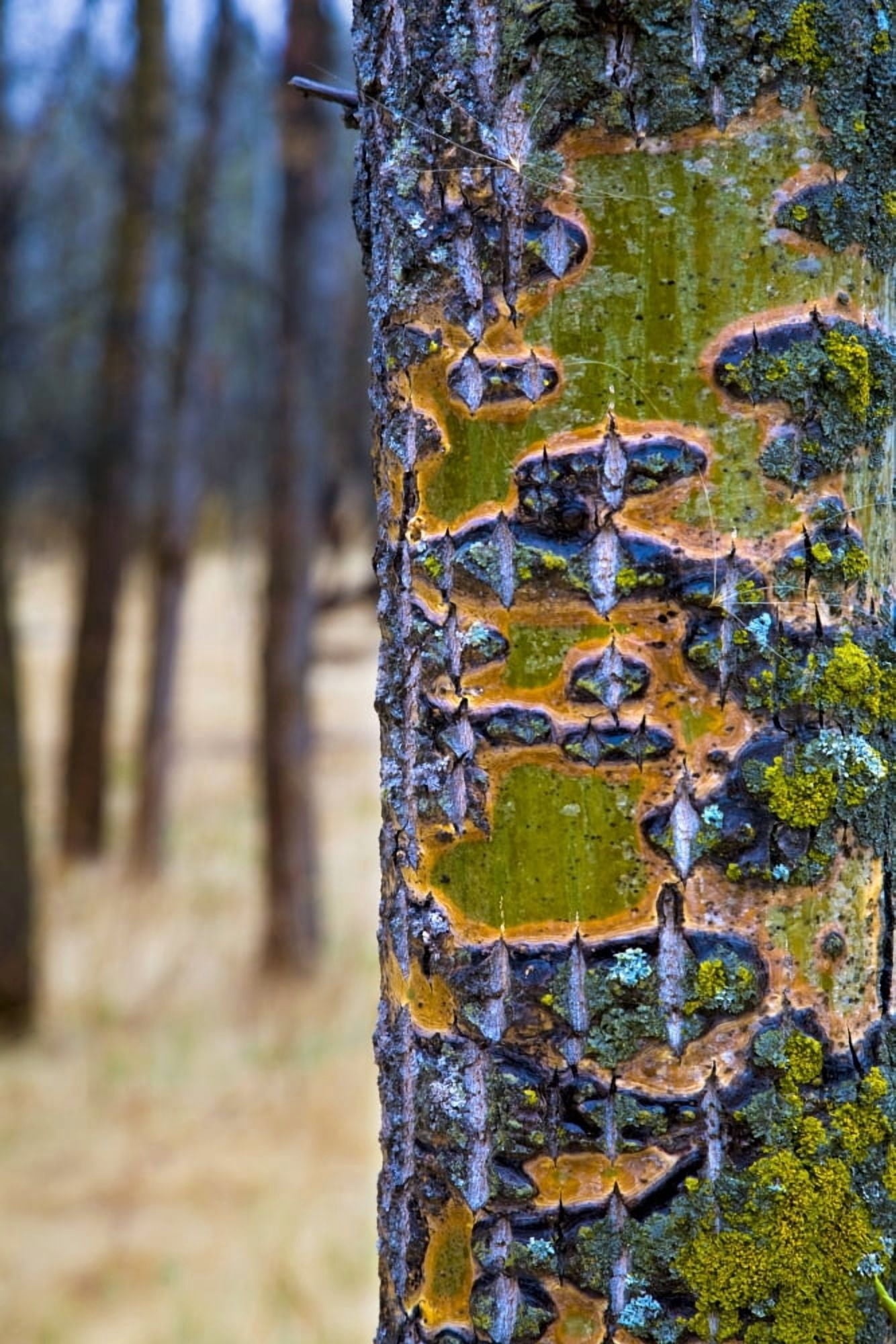 Tree Trunk Canvas Art - Richard Wear Design Pics (22 x 34)