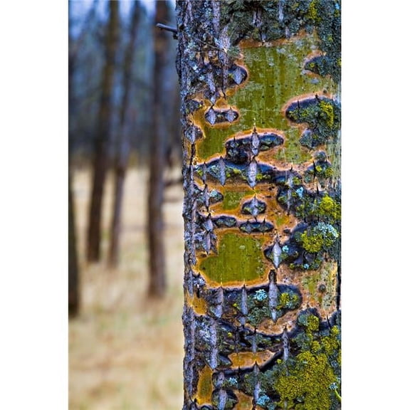 Tree Trunk Poster Print by Richard Wear, 11 x 17
