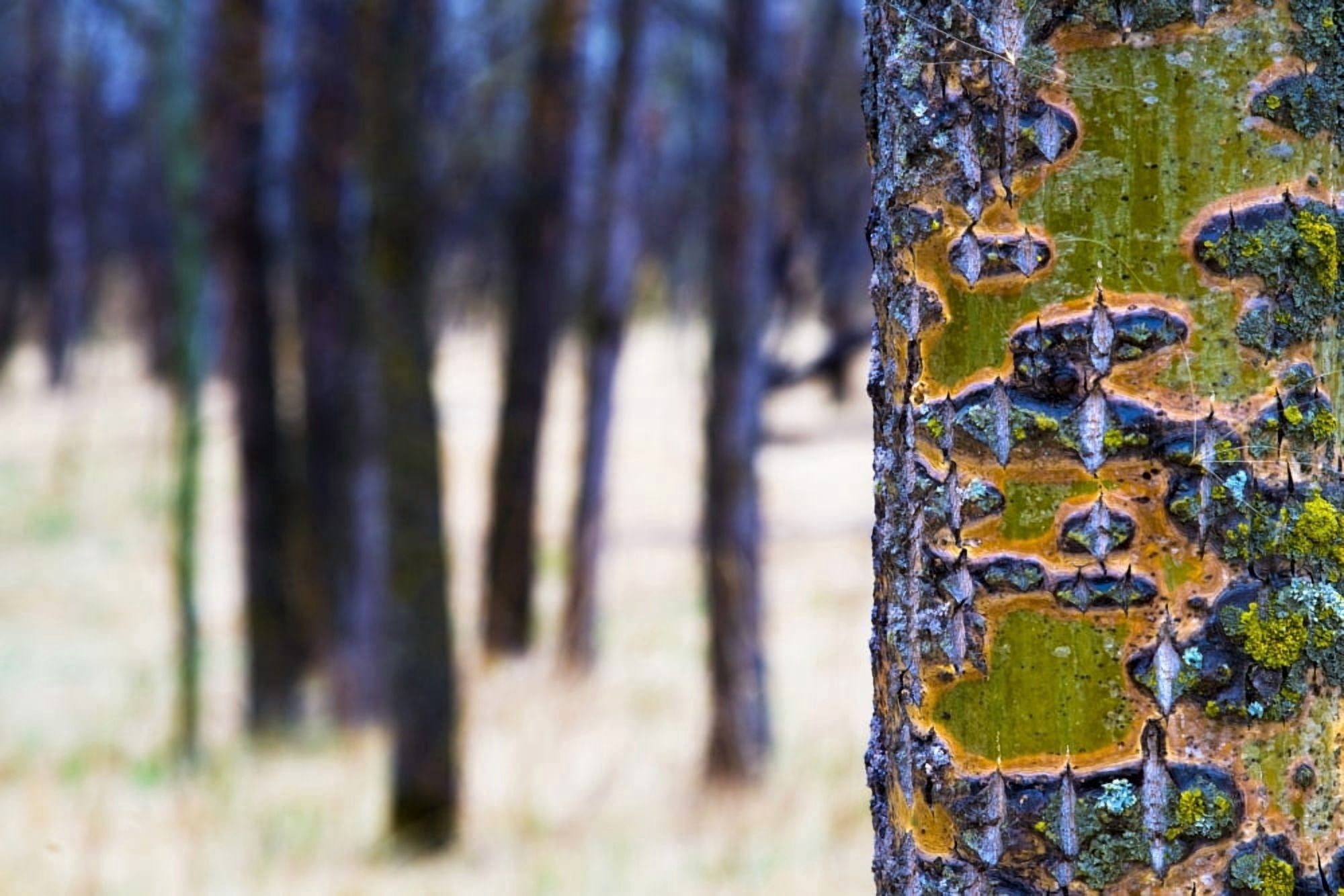 Tree Trunk With Bare Trees In The Distance Canvas Art - Richard Wear Design Pics (18 x 12)