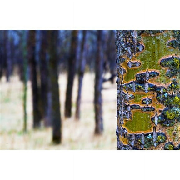 Tree Trunk with Bare Trees in The Distance Poster Print by Richard Wear - 18 x 12