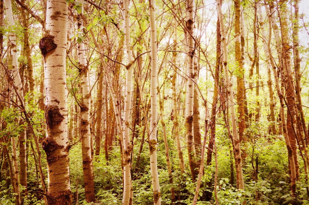 Tree Trunks Canvas Art - Kristy-Anne Glubish Design Pics (17 x 11)