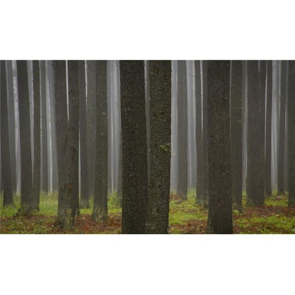 Tree Trunks Poster Print by Kelly Redinger - 18 x 10
