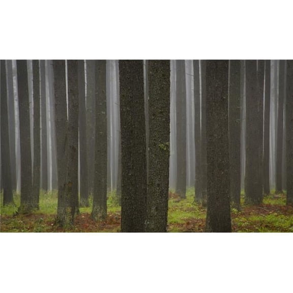 Tree Trunks Poster Print by Kelly Redinger, 36 x 20 - Large