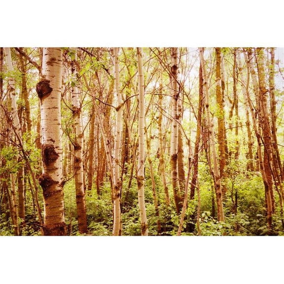 Tree Trunks Poster Print by Kristy-Anne Glubish, 34 x 22 - Large