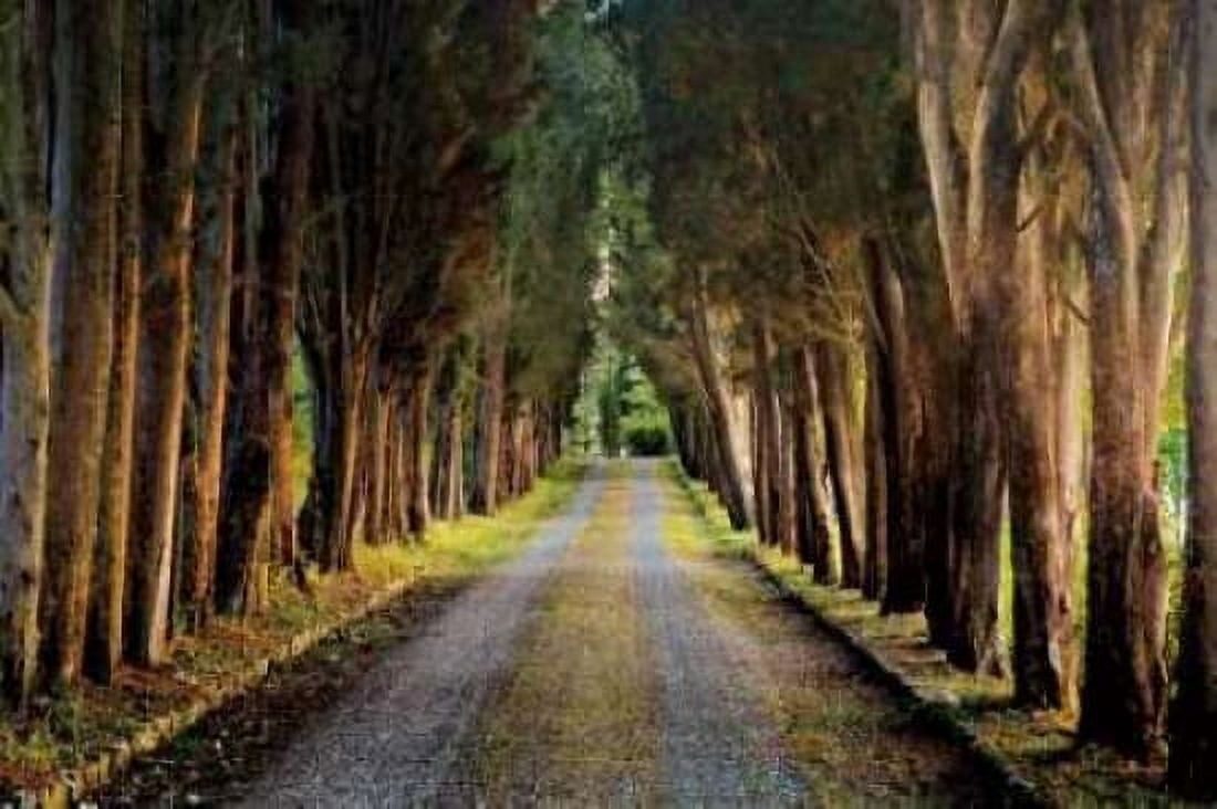 Tree Tunnel Canvas Art - Michael Cahill (24 x 36)