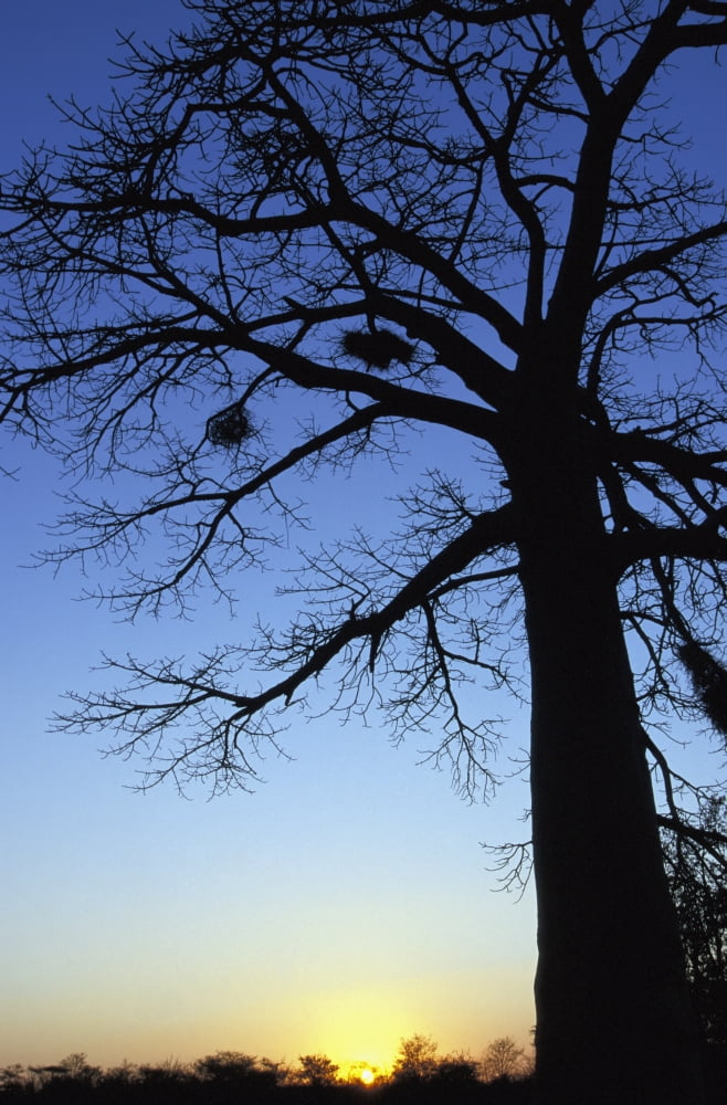 Tree With Birds Nests Silhouetted In Etosha National Park Canvas Art - Sasha Gusov Design Pics (12 x 19)
