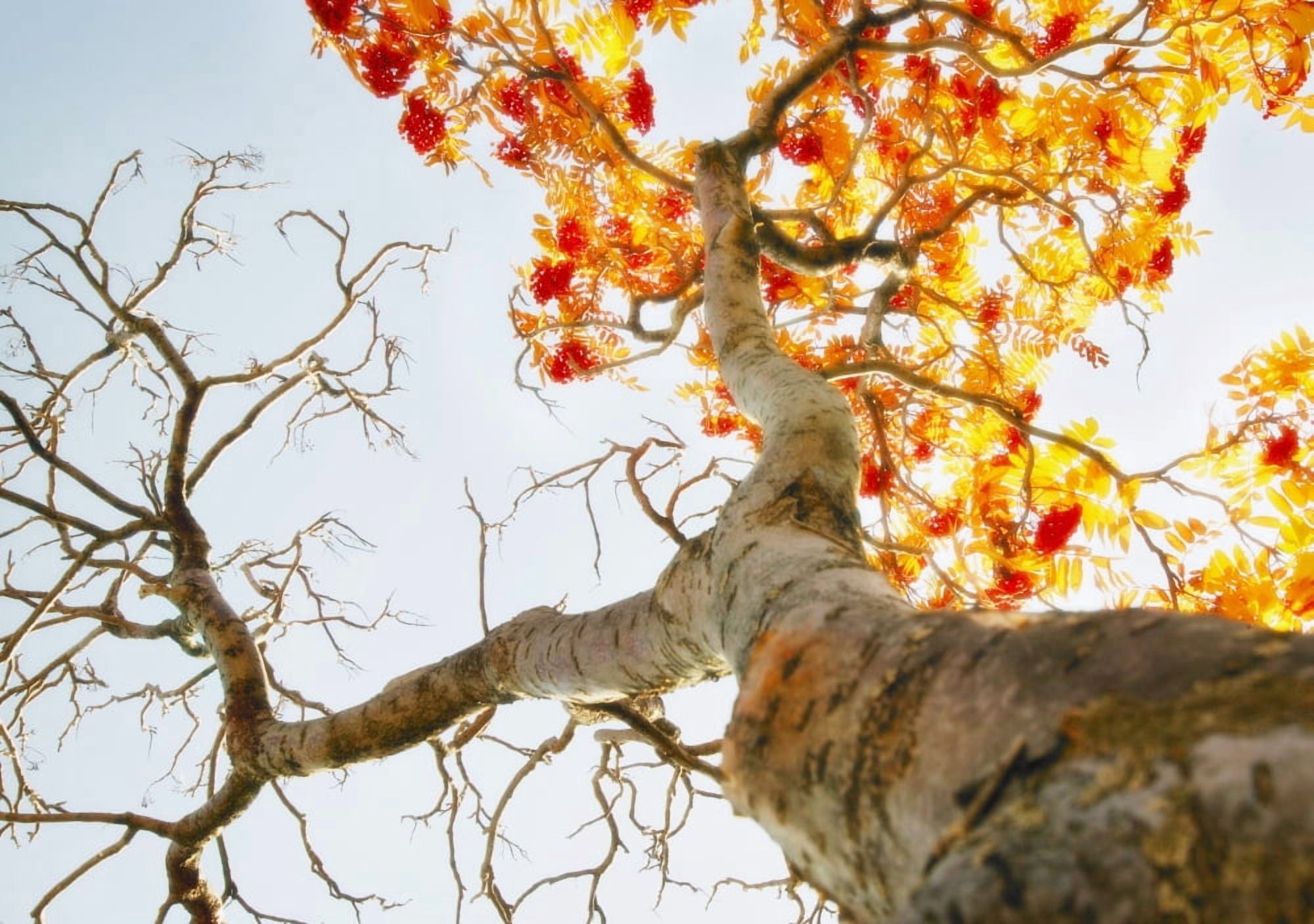 Tree With Half Of The Leaves Missing Canvas Art - Don Hammond Design Pics (32 x 22)