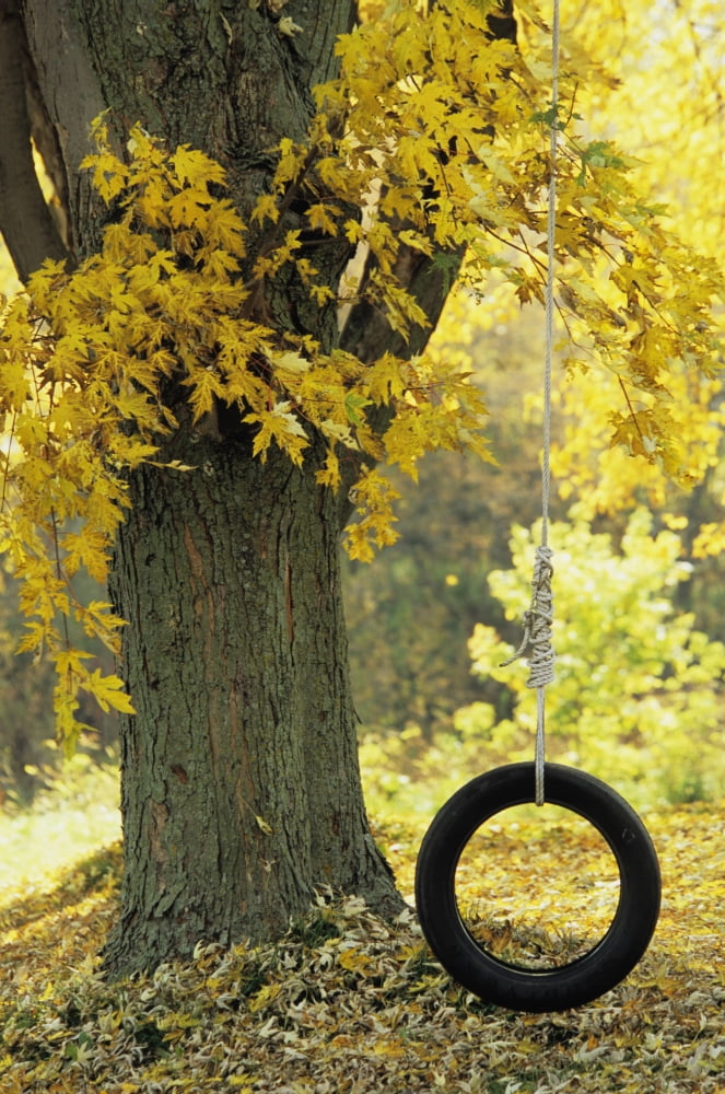 Tree With Tire Swing Quebec City Quebec Canvas Art - Ron Watts Design Pics (22 x 34)