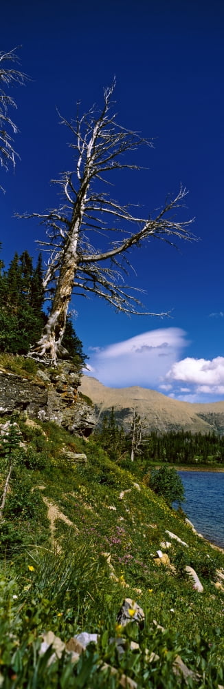 Tree above Iceberg Lake US Glacier National Park Montana USA Canvas Art - Panoramic Images (27 x 9)