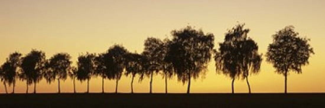 Tree alley at sunset Hohenlohe Baden-Wurttemberg Germany Canvas Art - Panoramic Images (18 x 6)
