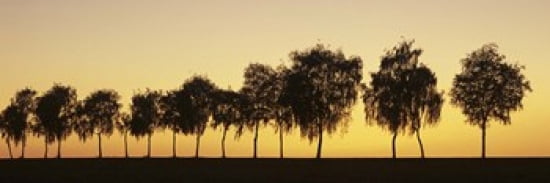 Tree alley at sunset Hohenlohe Baden-Wurttemberg Germany Canvas Art - Panoramic Images (36 x 12)