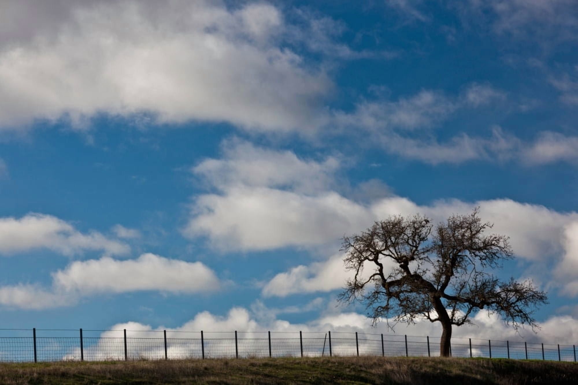 Tree and fence on a landscape Santa Barbara Wine Country Santa Ynez Santa Barbara County California USA Canvas Art - Panoramic Images (36 x 12)