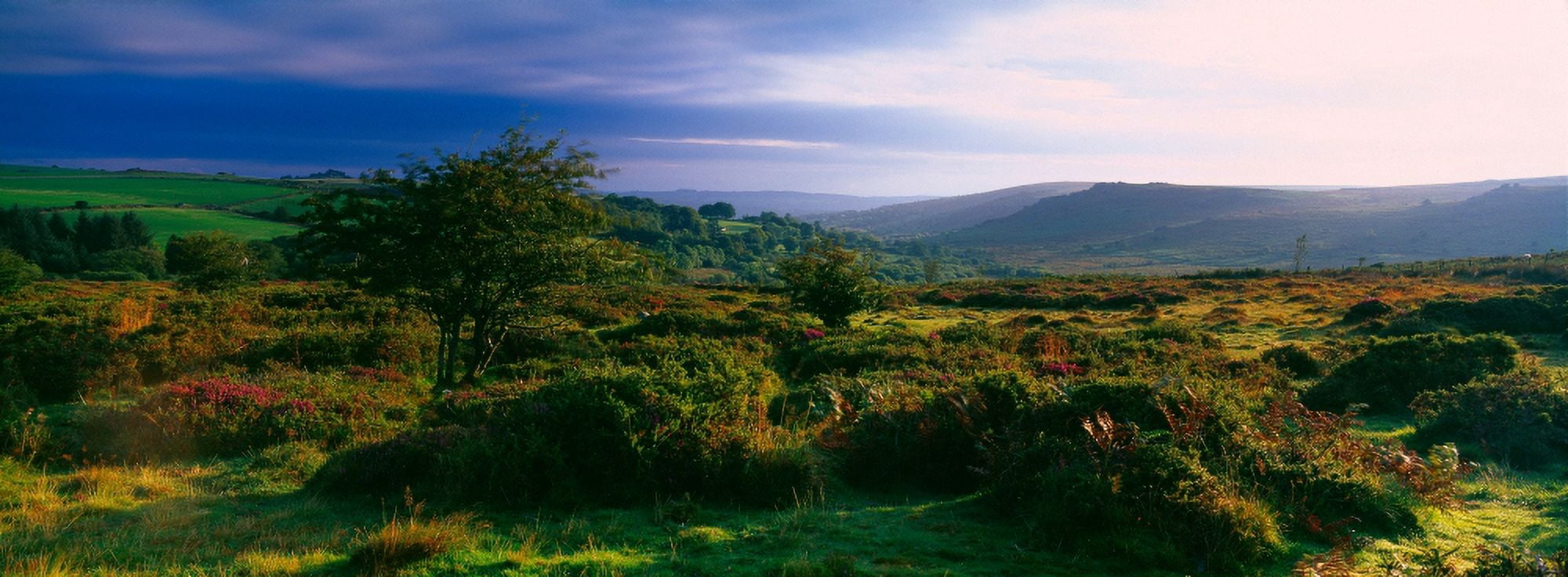 Tree and plants on a landscape Dartmoor Devon England Canvas Art - Panoramic Images (27 x 9)